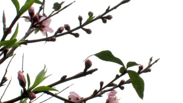 Broskvový květ kvete — Stock video